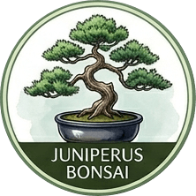 Juniperus Bonsai