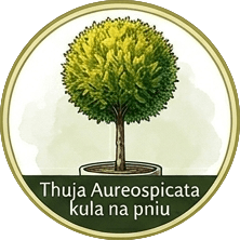 Thuja Aureospicata kula na pniu