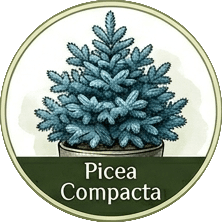 Picea Compacta