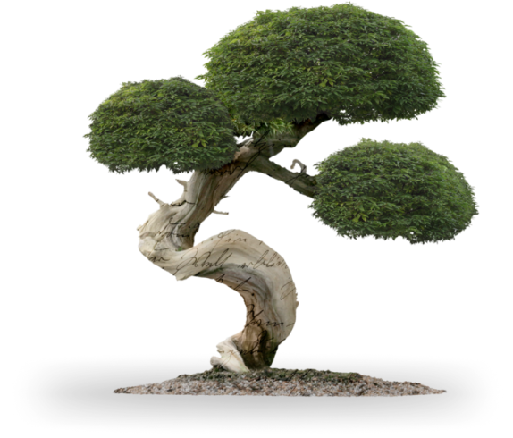 Główne bonsai